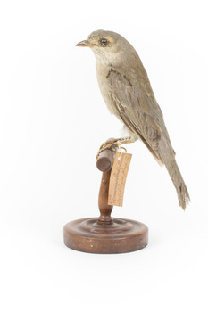 Grey Shrike-thrush standing on wooden mount facing left