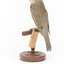 Grey Shrike-thrush standing on wooden mount facing back left