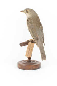 Grey Shrike-thrush standing on wooden mount facing back left