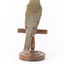 Grey Shrike-thrush standing on wooden mount facing backward