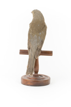 Grey Shrike-thrush standing on wooden mount facing backward