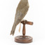 Grey Shrike-thrush standing on wooden mount facing backward
