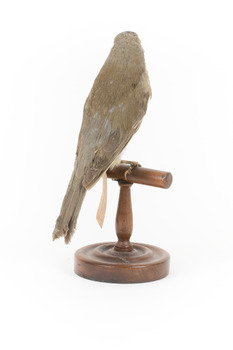 Grey Shrike-thrush standing on wooden mount facing backward