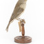 Grey Shrike-thrush standing on wooden mount facing back right