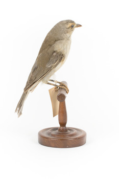 Grey Shrike-thrush standing on wooden mount facing back right