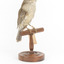 Grey Shrike-thrush standing on wooden mount facing right