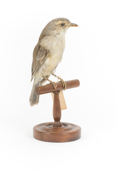 Grey Shrike-thrush standing on wooden mount facing right
