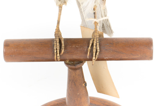 Close up of Grey Shrike-thrush standing on wooden mount facing forward