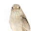  Close up of Grey Shrike-thrush standing on wooden mount facing forward