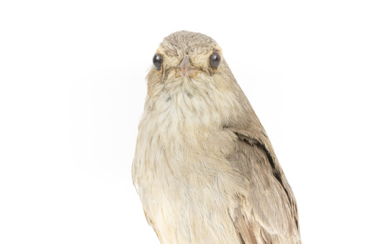  Close up of Grey Shrike-thrush standing on wooden mount facing forward