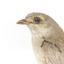  Close up of Grey Shrike-thrush standing on wooden mount facing left
