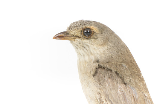  Close up of Grey Shrike-thrush standing on wooden mount facing left
