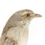  Close up of Grey Shrike-thrush standing on wooden mount facing right