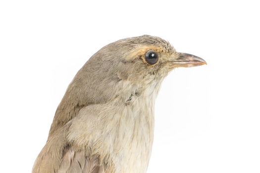  Close up of Grey Shrike-thrush standing on wooden mount facing right