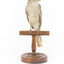 Grey Shrike-thrush standing on wooden mount facing forward