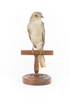 Grey Shrike-thrush standing on wooden mount facing forward