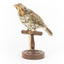 Bassian Thrush facing front left
