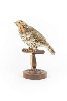 Bassian Thrush facing front left