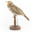 Bassian Thrush facing left