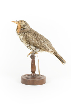 Bassian Thrush facing left