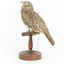Bassian Thrush facing back left