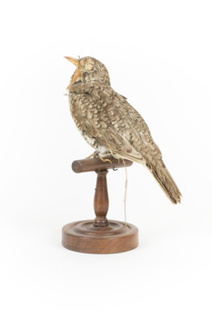 Bassian Thrush facing back left