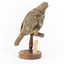 Bassian Thrush facing back right