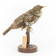 Bassian Thrush facing right