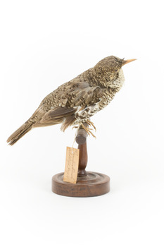 Bassian Thrush facing right