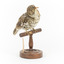 Bassian Thrush facing front right