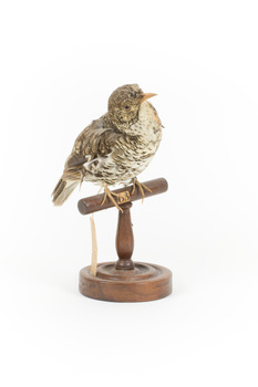 Bassian Thrush facing front right