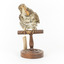 Bassian Thrush taxidermy specimen standing on wooden perch with original swing tag on its right leg, facing front