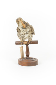 Bassian Thrush taxidermy specimen standing on wooden perch with original swing tag on its right leg, facing front