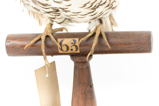 Bassian Thrush standing on wooden perch with original swing tag on its right leg, facing front, base close up