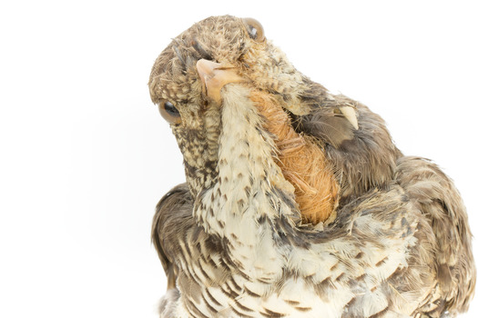Bassian Thrush facing front, close up