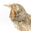 Bassian Thrush facing left, close up