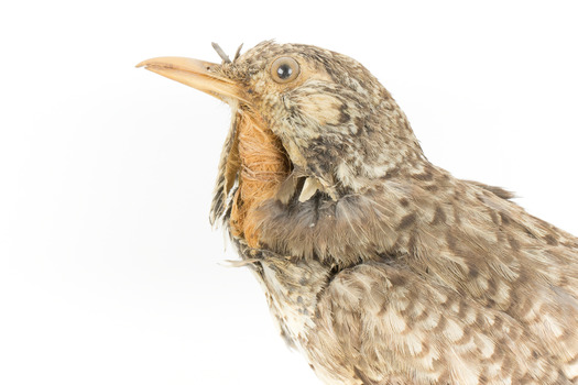 Bassian Thrush facing left, close up