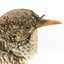 Bassian Thrush facing right, close up