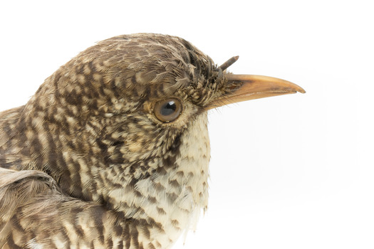 Bassian Thrush facing right, close up
