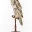 Northern Hawk-Owl facing front left