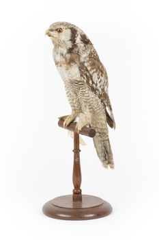 Northern Hawk-Owl facing front left