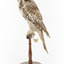 Northern Hawk-Owl facing left