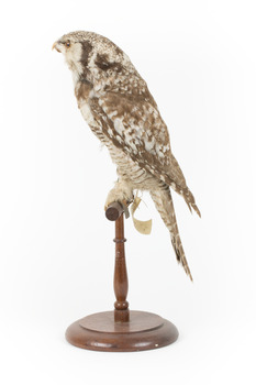 Northern Hawk-Owl facing left