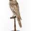 Northern Hawk-Owl facing back left