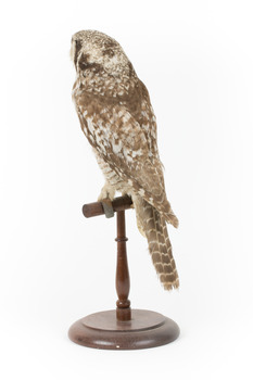 Northern Hawk-Owl facing back left