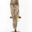 Northern Hawk-Owl facing back