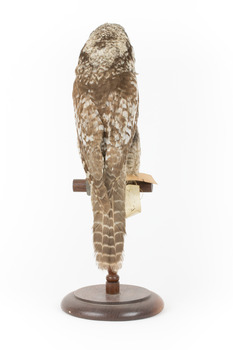 Northern Hawk-Owl facing back
