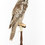 Northern Hawk-Owl facing back right