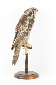 Northern Hawk-Owl facing back right