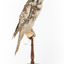 Northern Hawk-Owl facing right